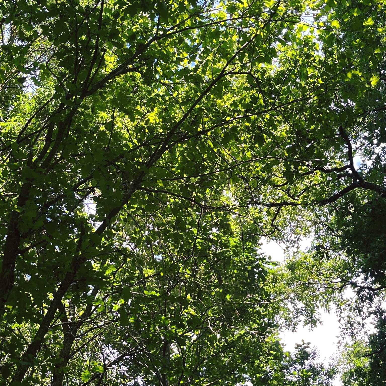 FORET 3