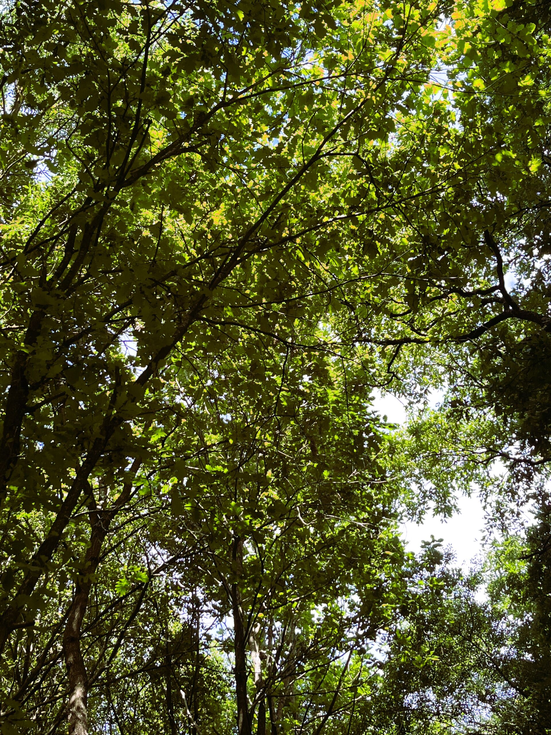 arbre puits de carbone