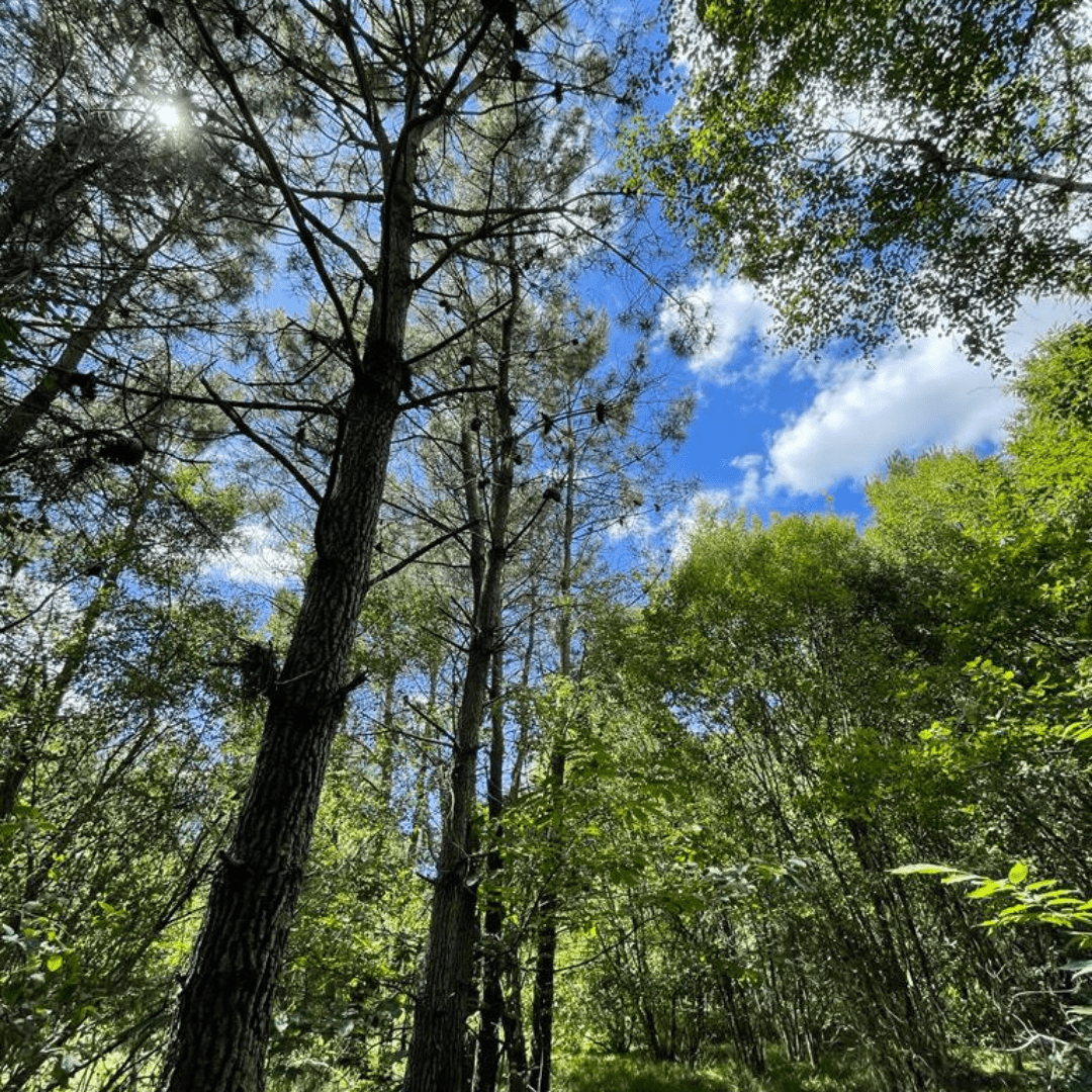 Forêt Nos Grandes Forêts