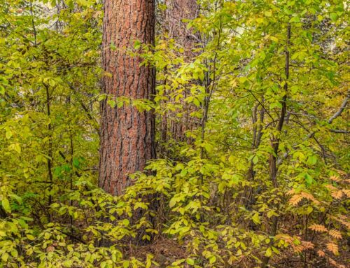 Comment les forêts françaises inspirent les scientifiques pour préserver notre planète