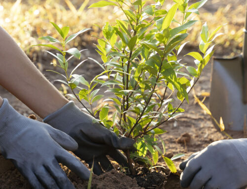 Plantation et reprise des plants : Bilan de l’été et préparation de la rentrée
